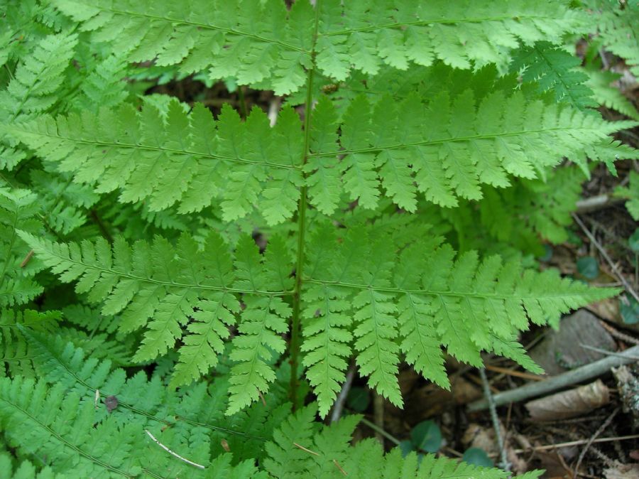 Dryopteridaceae Dryopteris campyloptera