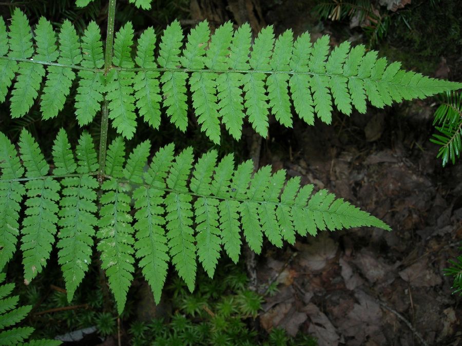 Dryopteridaceae Dryopteris campyloptera