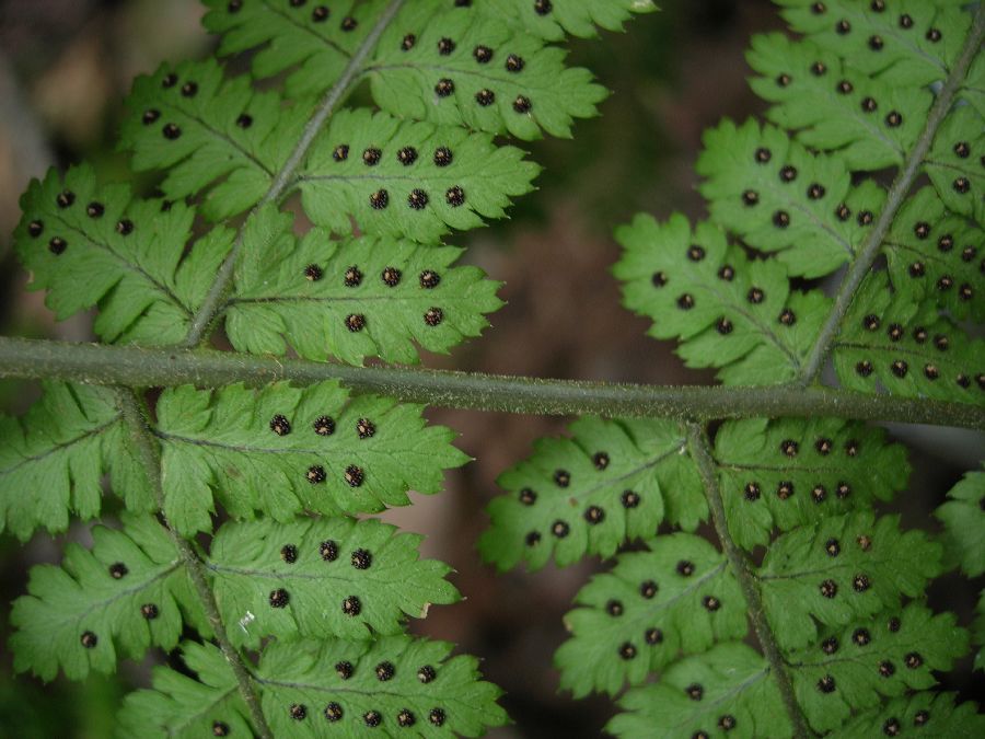 Dryopteridaceae Dryopteris campyloptera