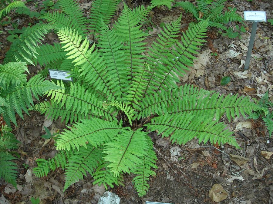 Dryopteridaceae Dryopteris polylepis