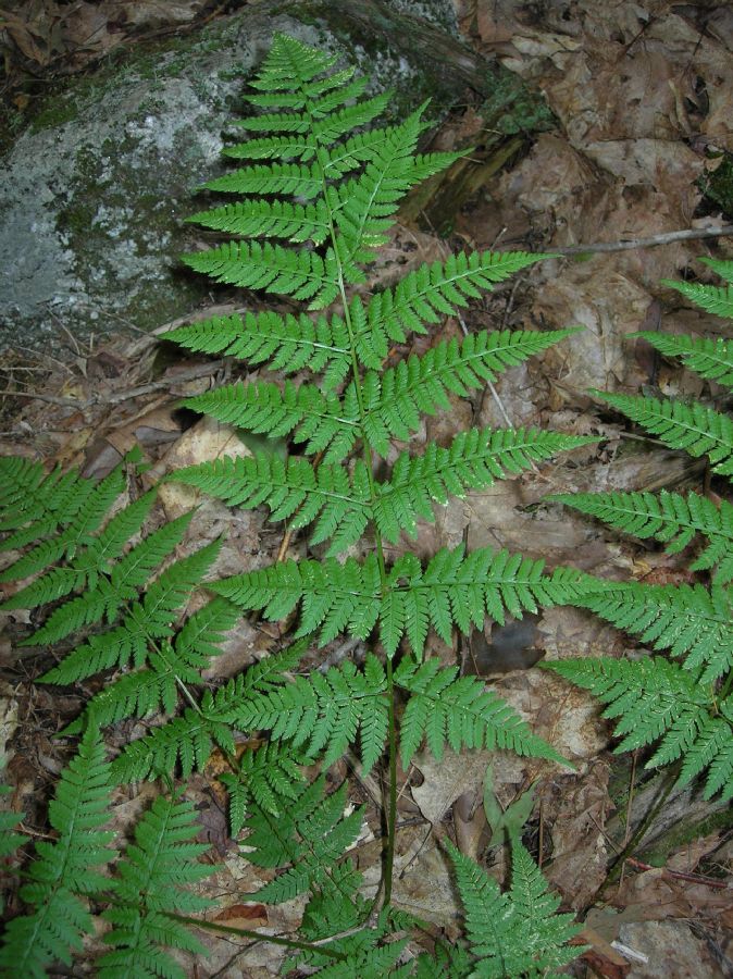 Dryopteridaceae Dryopteris triploidea