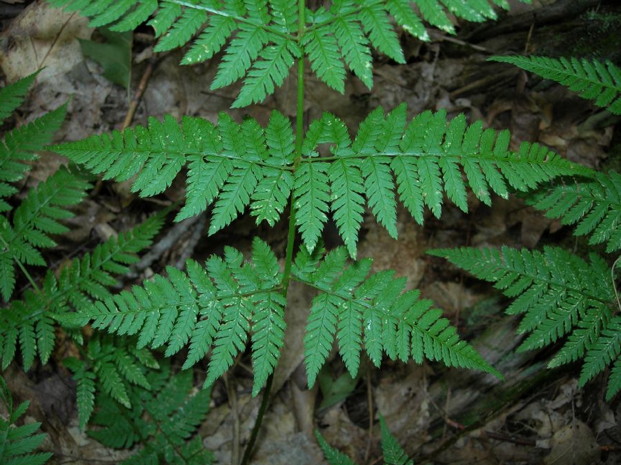 Dryopteridaceae Dryopteris triploidea