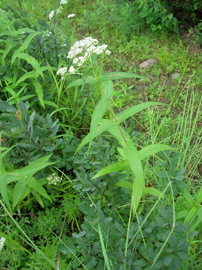 Asteraceae Eupatorium perfoliatum