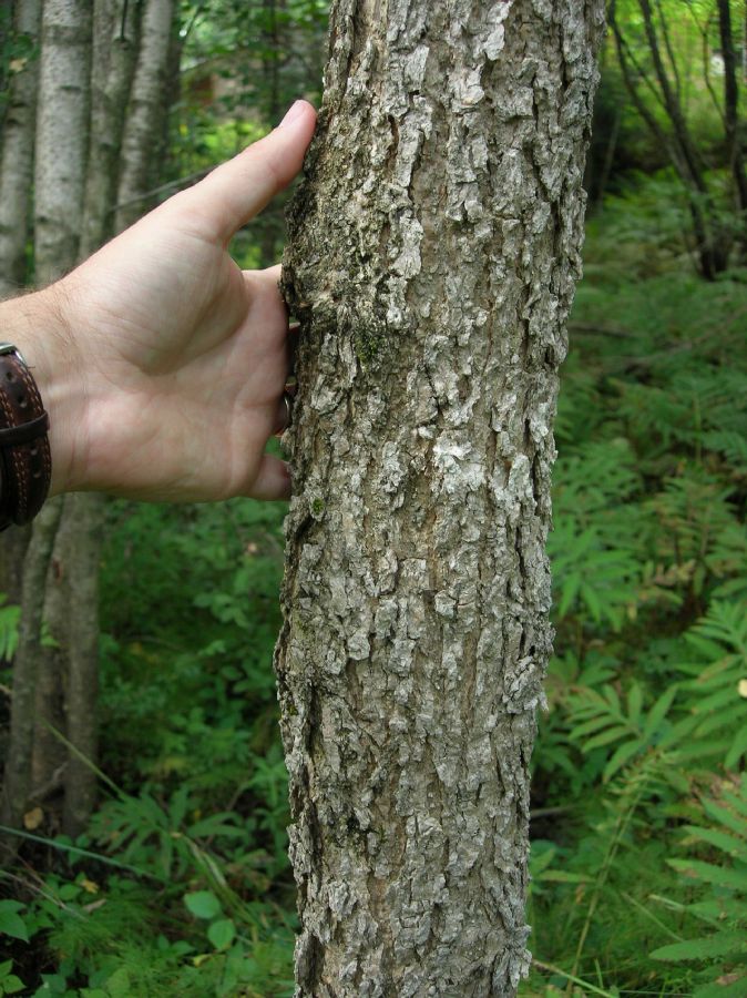 Oleaceae Fraxinus nigra