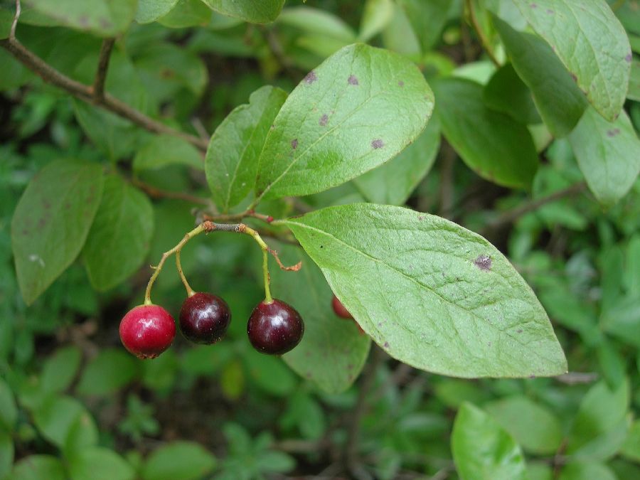 Ericaceae Gaylussacia baccata