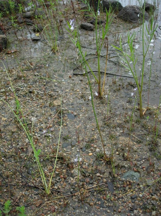 Campanulaceae Lobelia dortmanna