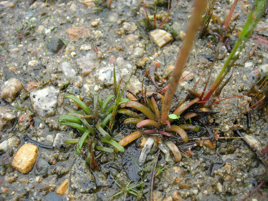 Campanulaceae Lobelia dortmanna