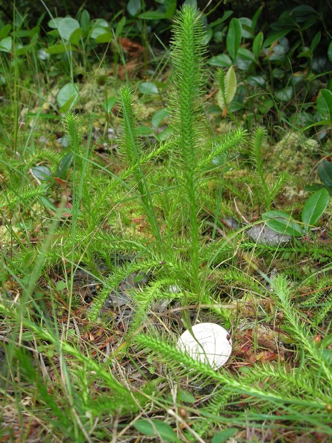 Lycopodiaceae Lycopodiella robusta