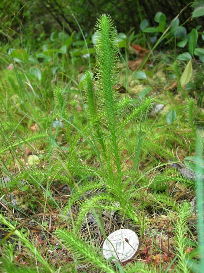 Lycopodiaceae Lycopodiella robusta