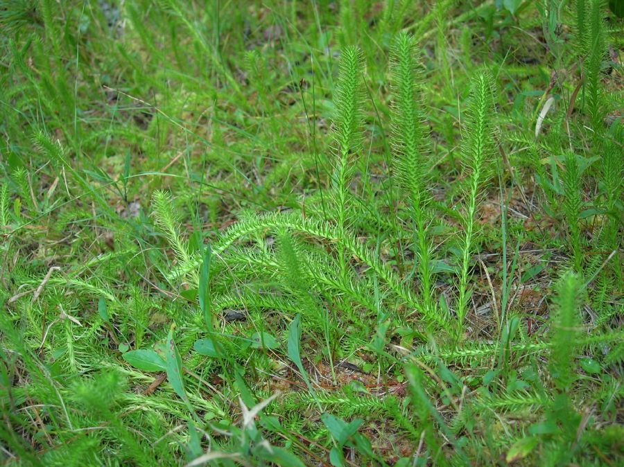 Lycopodiaceae Lycopodiella robusta