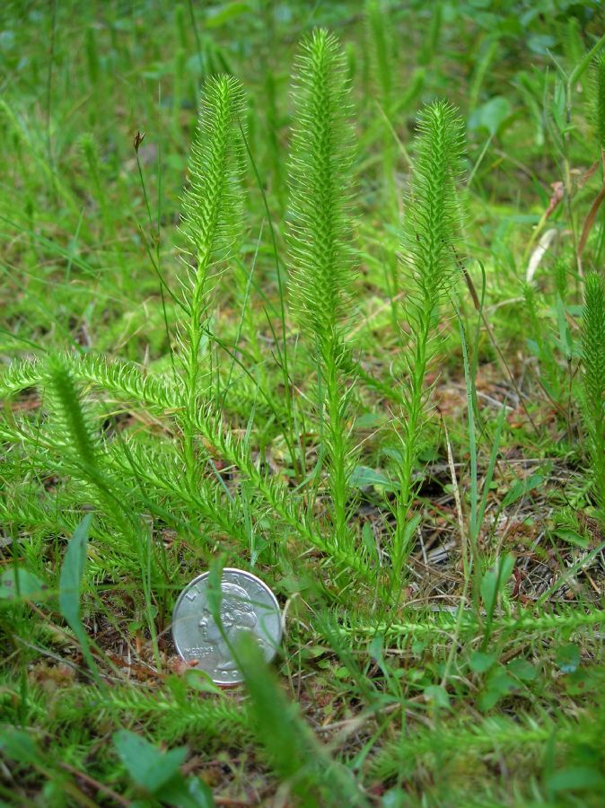 Lycopodiaceae Lycopodiella robusta