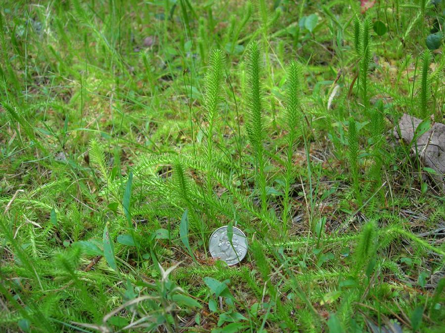 Lycopodiaceae Lycopodiella robusta