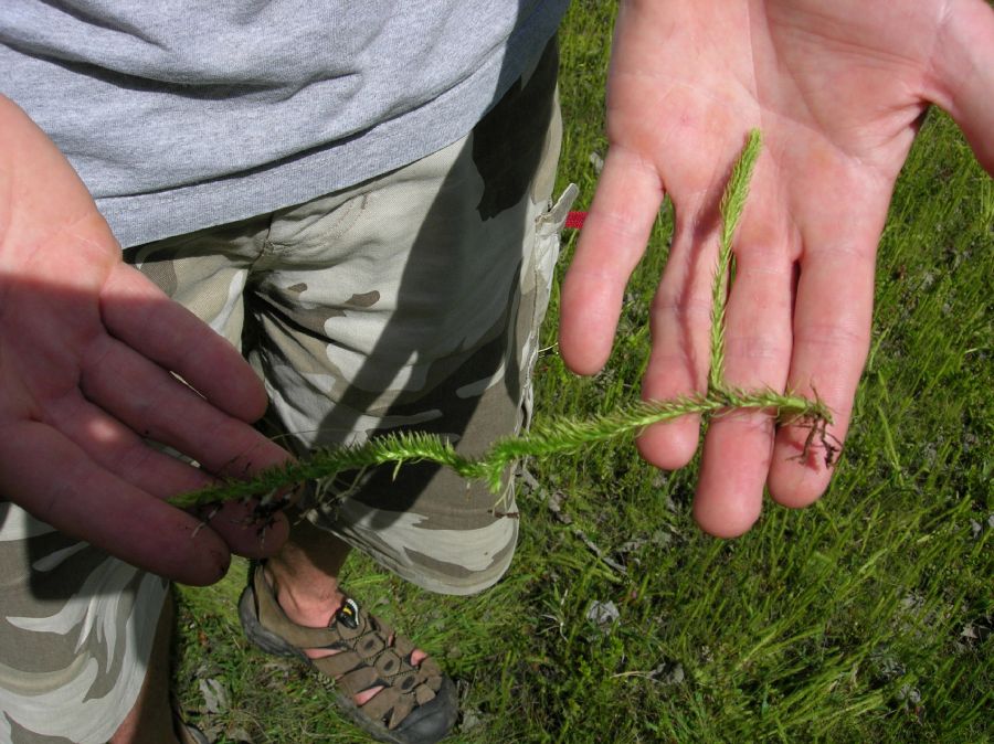 Lycopodiaceae Lycopodiella robusta