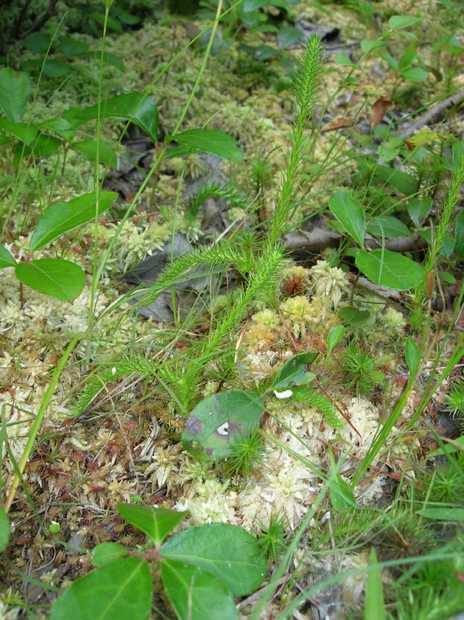 Lycopodiaceae Lycopodiella alopecuroides