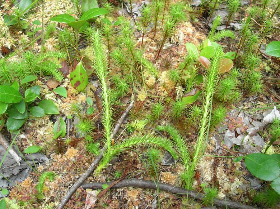 Lycopodiaceae Lycopodiella alopecuroides