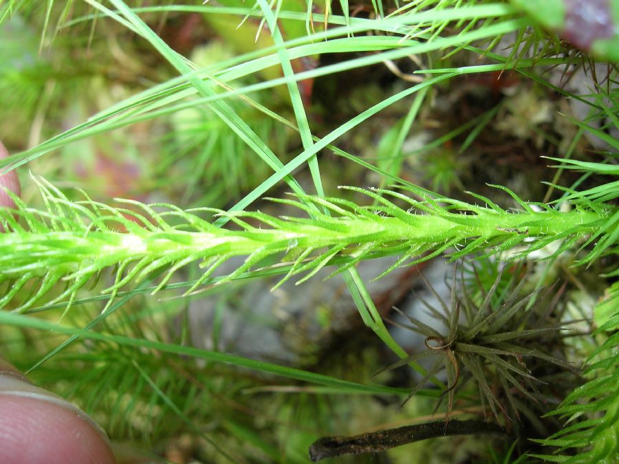 Lycopodiaceae Lycopodiella alopecuroides