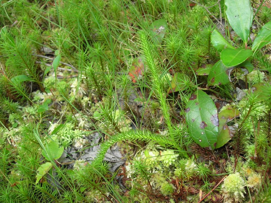 Lycopodiaceae Lycopodiella alopecuroides