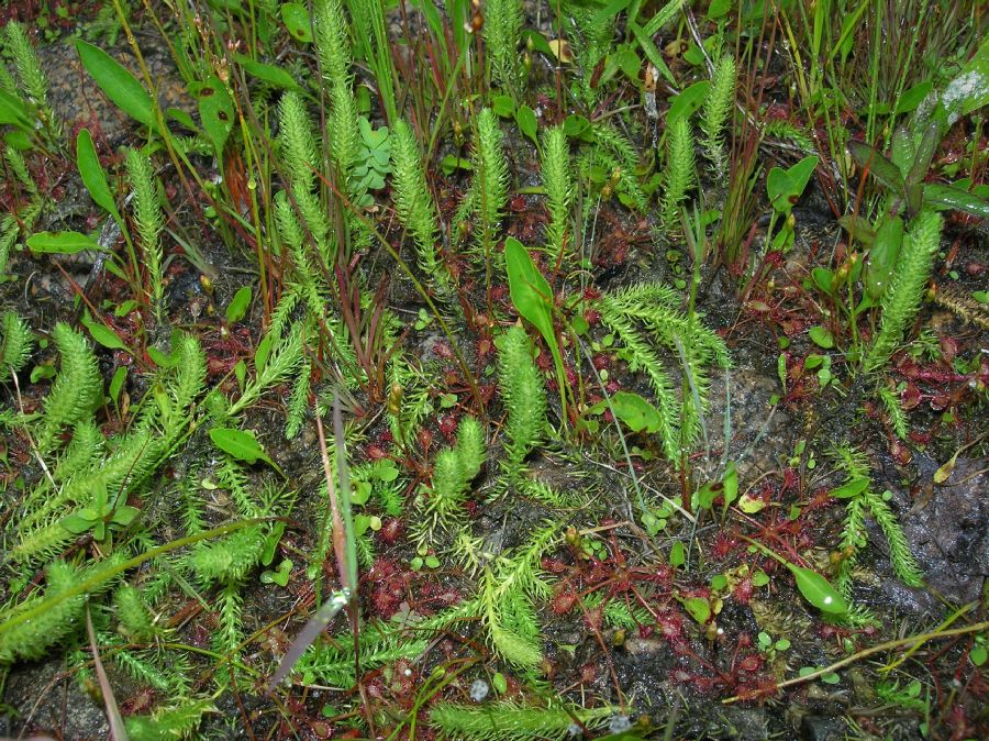 Lycopodiaceae Lycopodiella inundata