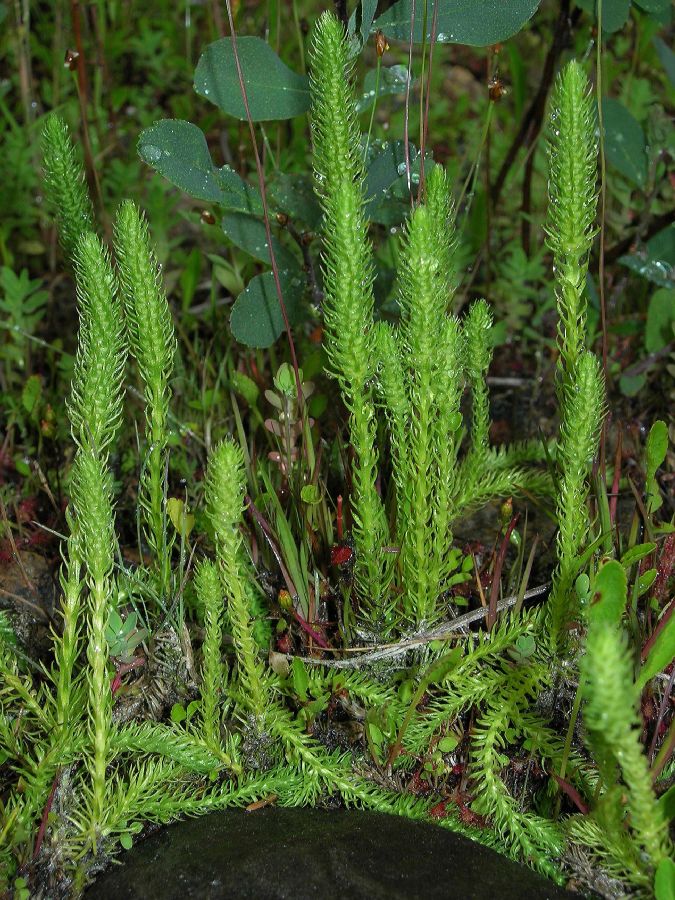 Lycopodiaceae Lycopodiella inundata