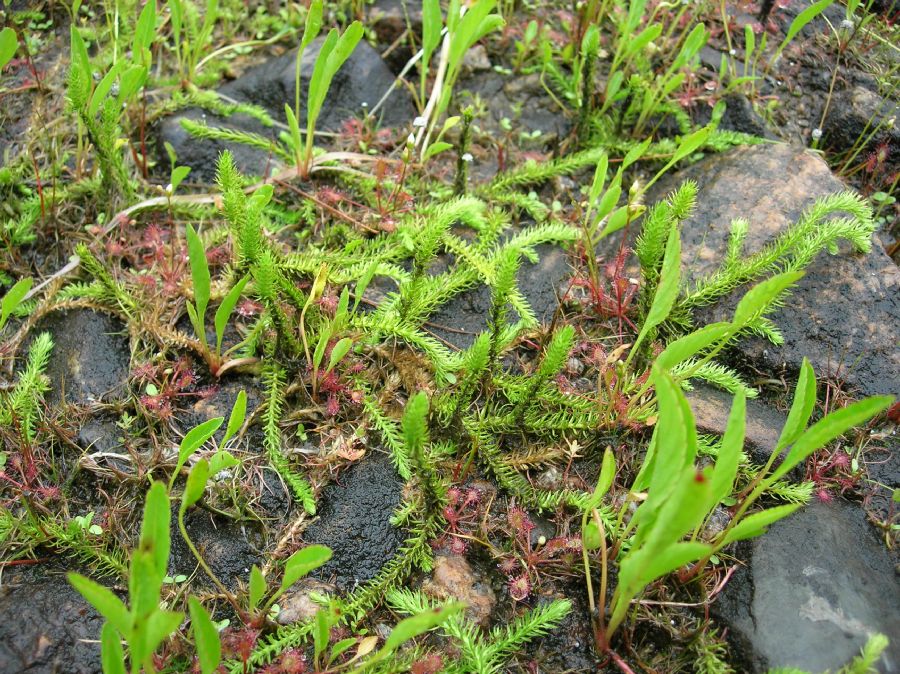 Lycopodiaceae Lycopodiella inundata