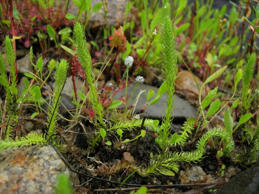 Lycopodiaceae Lycopodiella inundata