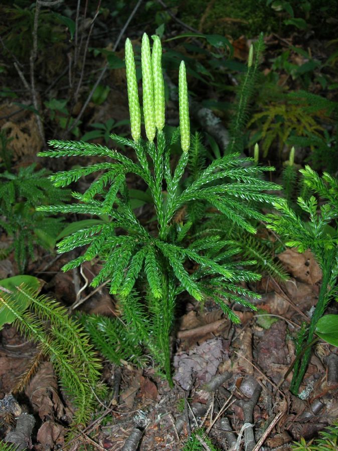 Lycopodiaceae Dendrolycopodium obscurum