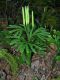 image of Dendrolycopodium obscurum