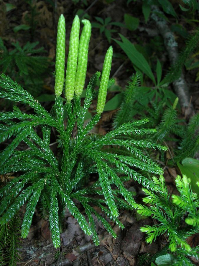 Lycopodiaceae Dendrolycopodium obscurum