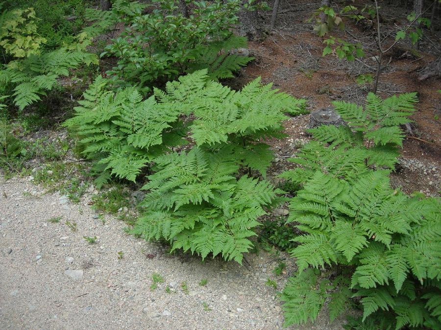 Dennstaedtiaceae Pteridium aquilinum