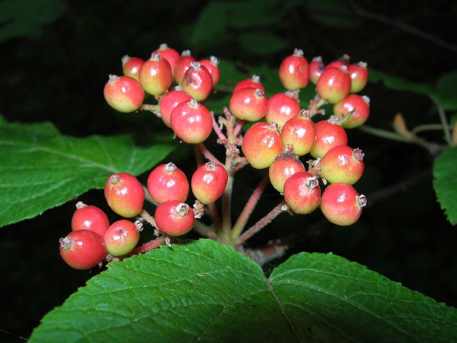 Adoxaceae Viburnum lantanoides