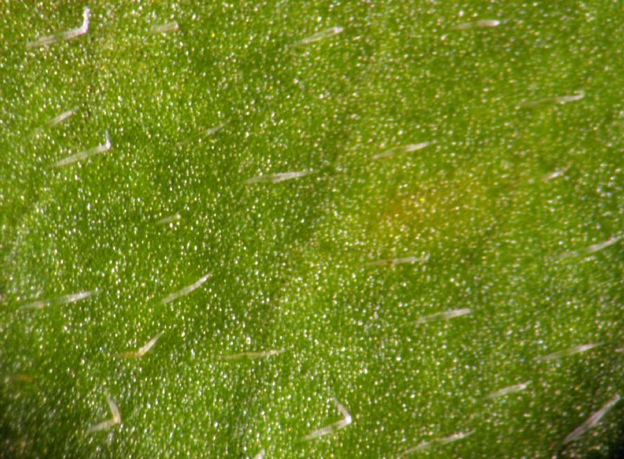 Cornaceae Cornus canadensis