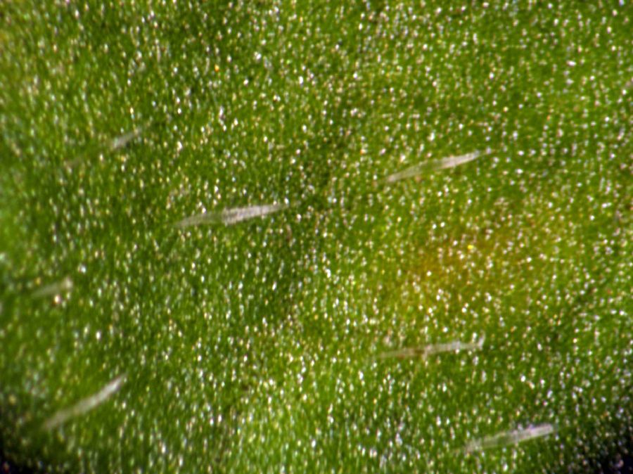 Cornaceae Cornus canadensis