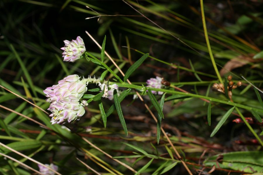 Polygalaceae Polygala sanguinea