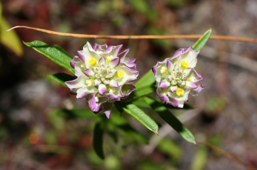 Polygalaceae Polygala sanguinea