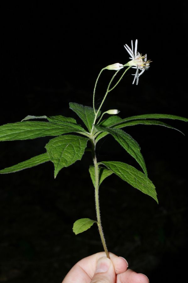 Asteraceae Aster acuminatus