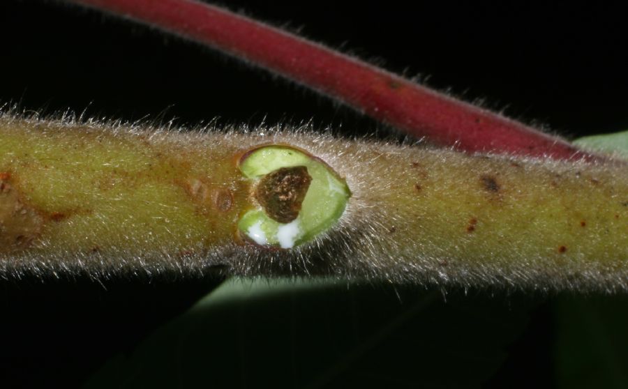 Anacardiaceae Rhus typhina