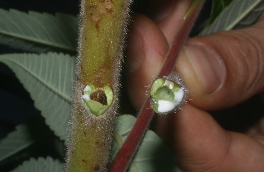 Anacardiaceae Rhus typhina