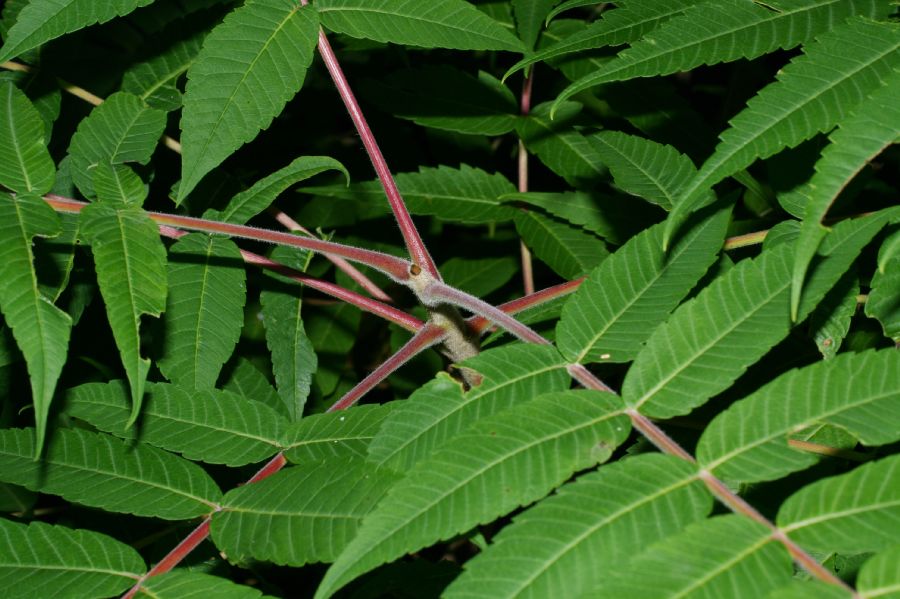 Anacardiaceae Rhus typhina