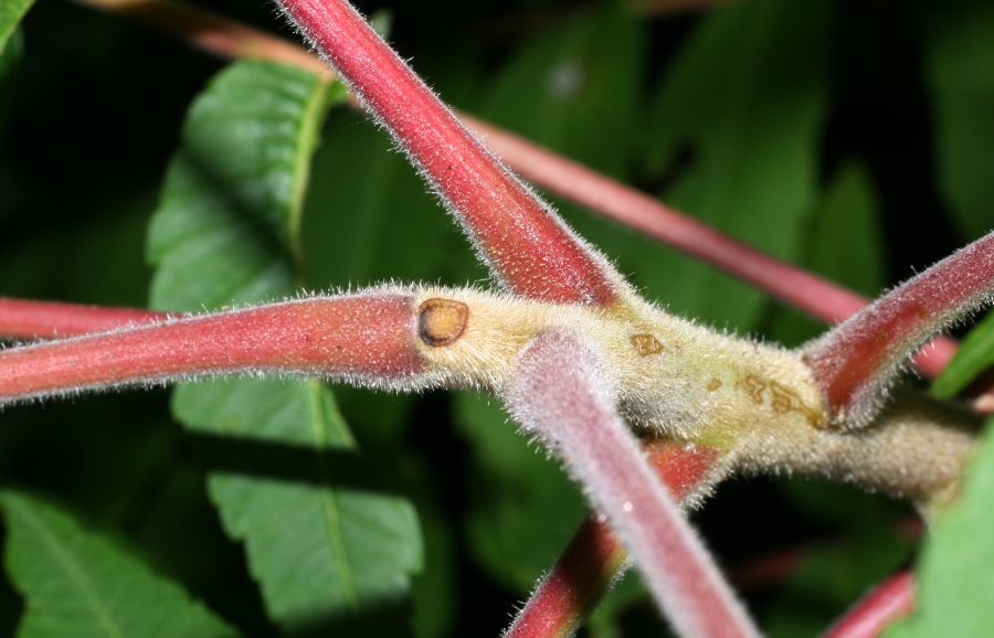 Anacardiaceae Rhus typhina