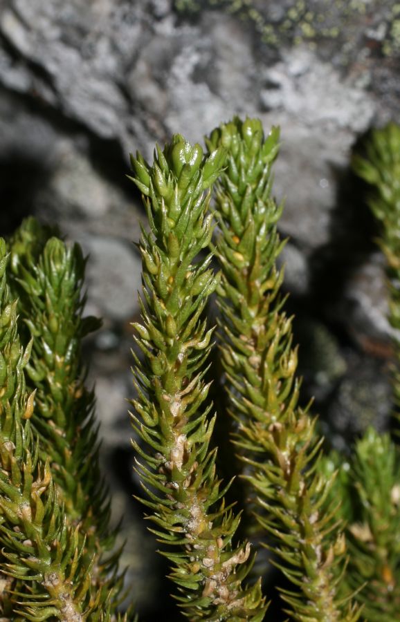 Lycopodiaceae Huperzia appressa