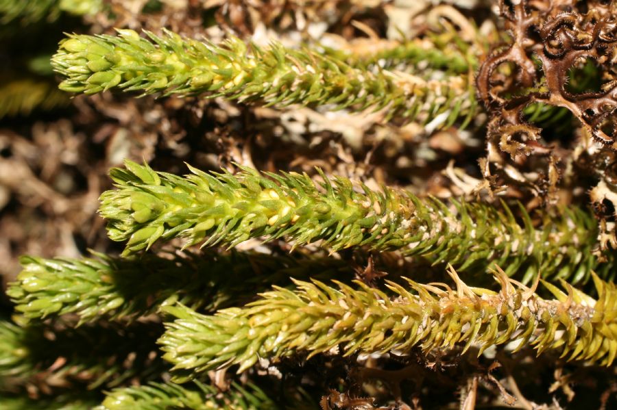 Lycopodiaceae Huperzia appressa