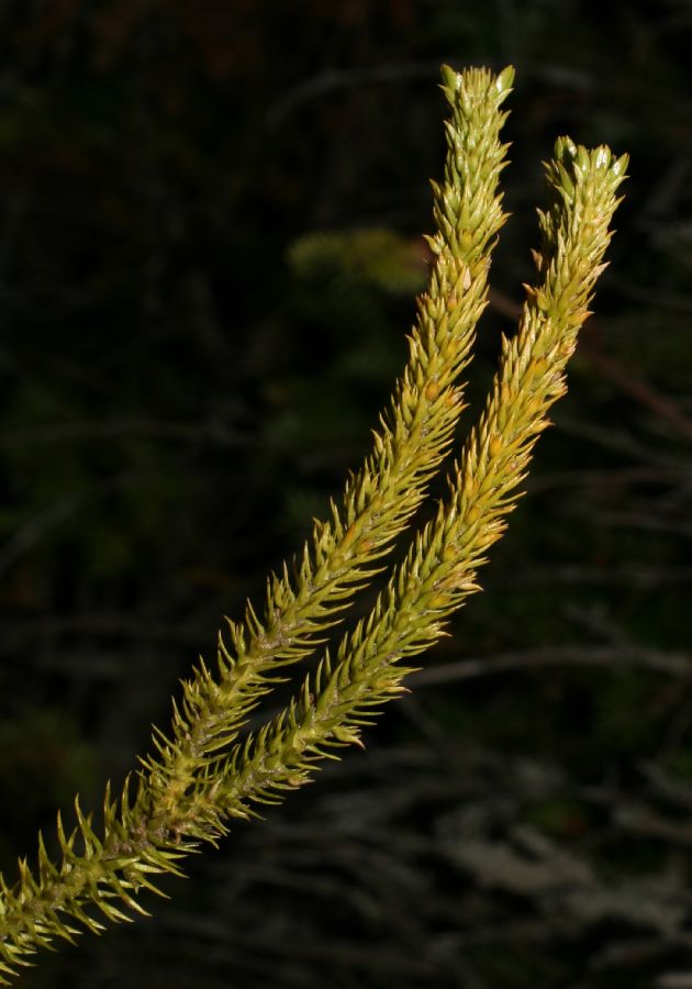 Lycopodiaceae Huperzia appressa