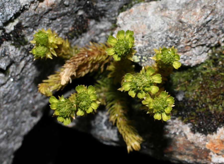 Lycopodiaceae Huperzia appressa