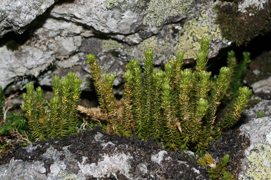 Lycopodiaceae Huperzia appressa