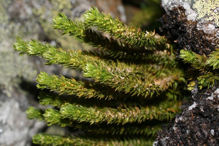 Lycopodiaceae Huperzia appressa