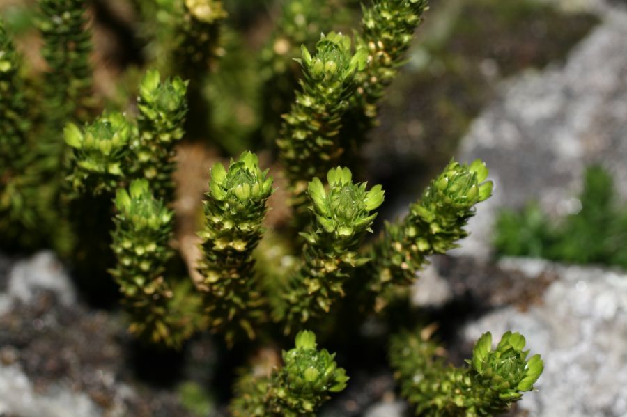 Lycopodiaceae Huperzia appressa