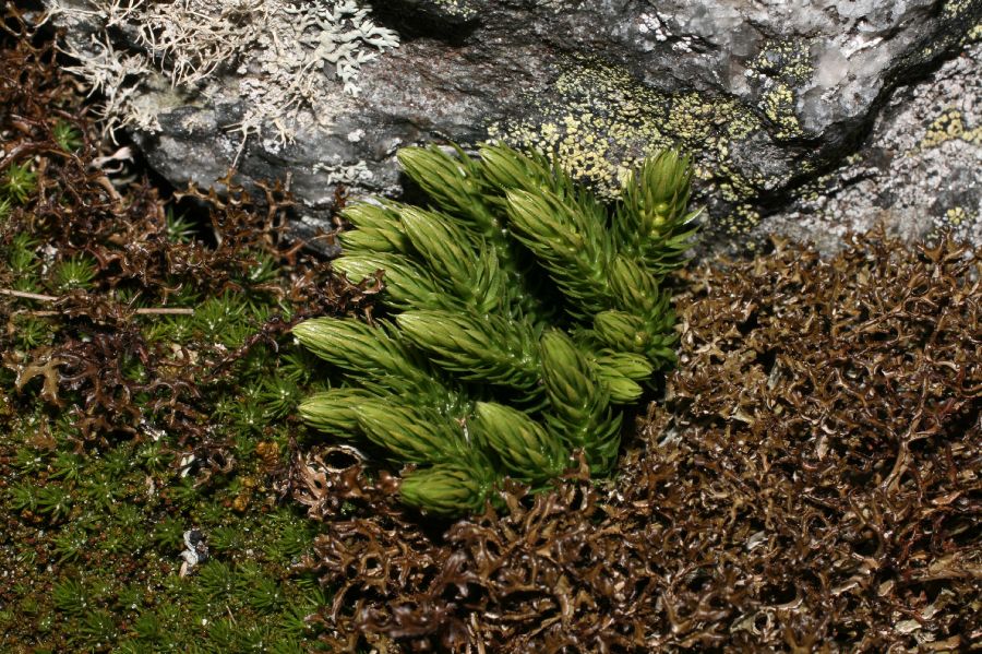 Lycopodiaceae Huperzia appressa