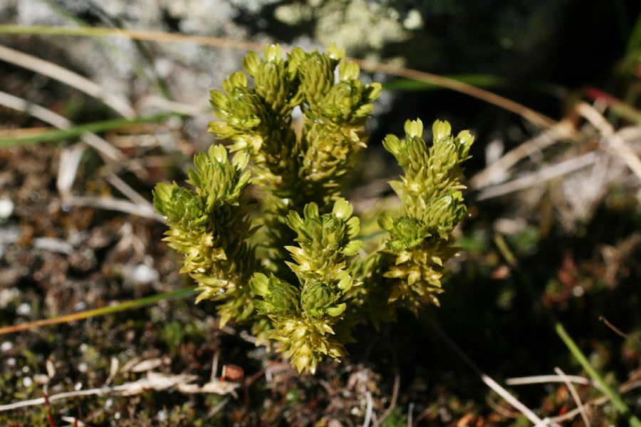 Lycopodiaceae Huperzia appressa