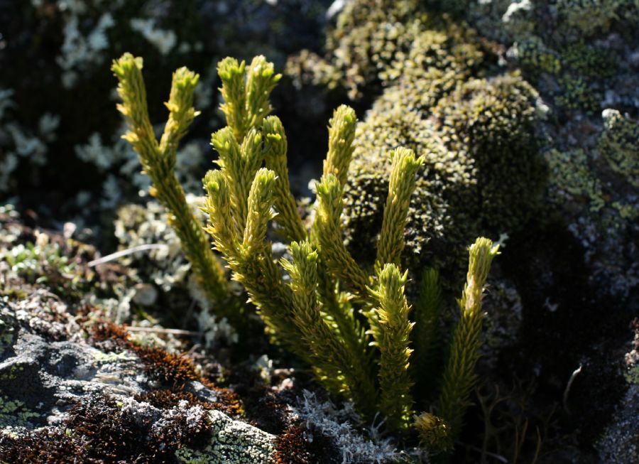 Lycopodiaceae Huperzia appressa