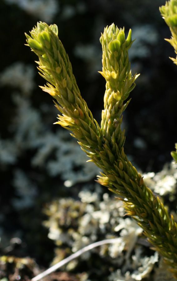 Lycopodiaceae Huperzia appressa